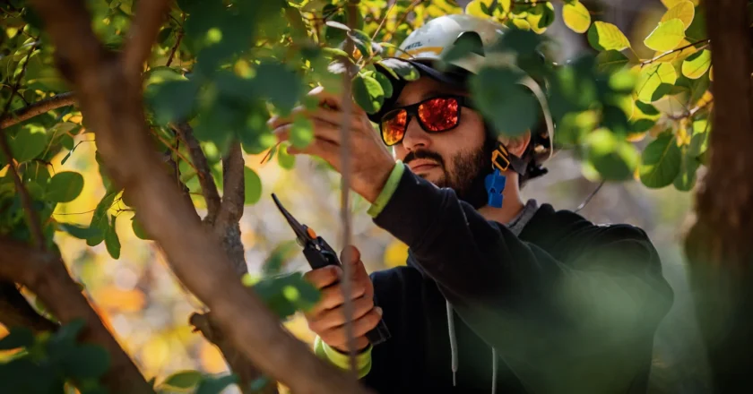 The Role of Professional Tree Care in Community Wellbeing in Burlington, WI