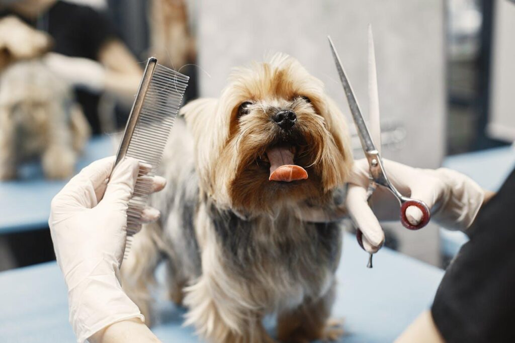 Why Regular Grooming Is Important for Your Pet