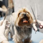 Why Regular Grooming Is Important for Your Pet