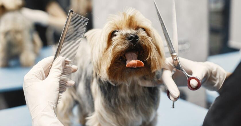 Why Regular Grooming Is Important for Your Pet