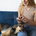Why More Veterinarians Are Recommending Canine CBD for Pet Wellness