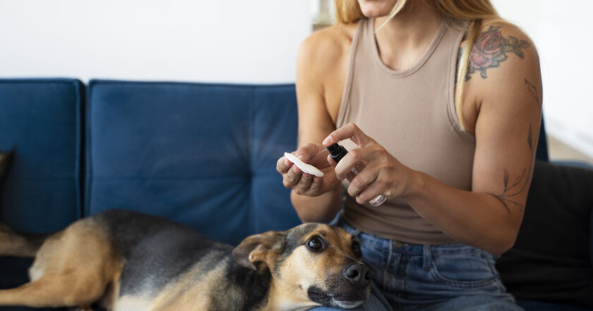Why More Veterinarians Are Recommending Canine CBD for Pet Wellness